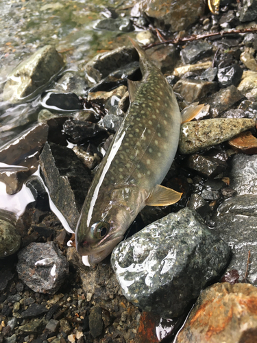 イワナの釣果