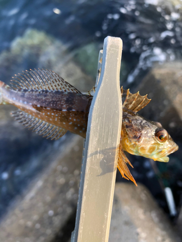 アナハゼの釣果