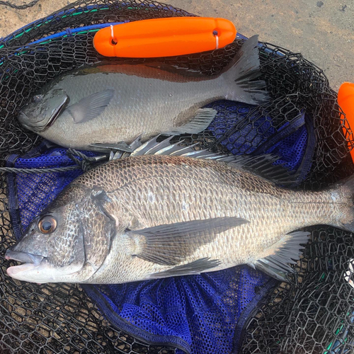 クチブトグレの釣果