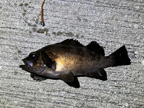 メバルの釣果