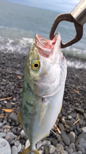 ワカシの釣果