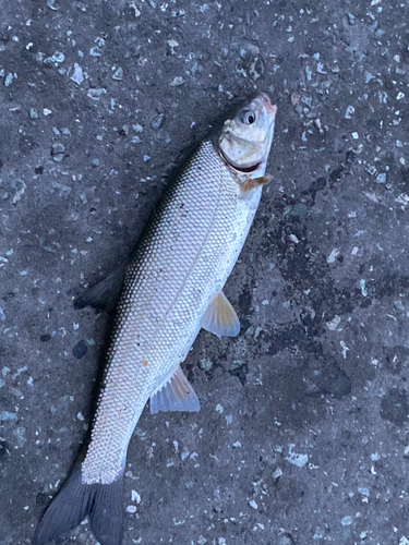 ウグイの釣果