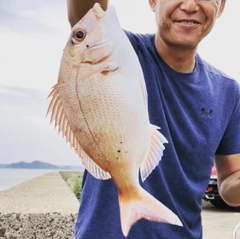 マダイの釣果