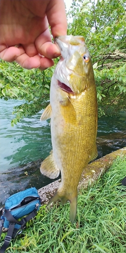 スモールマウスバスの釣果