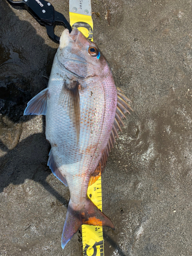 マダイの釣果