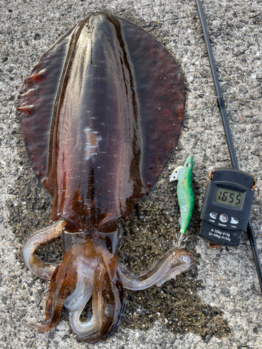 アオリイカの釣果