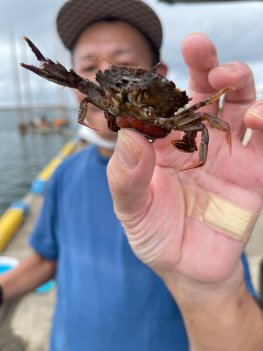 カニの釣果