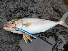 ショゴの釣果