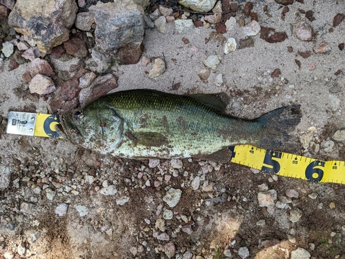 ブラックバスの釣果