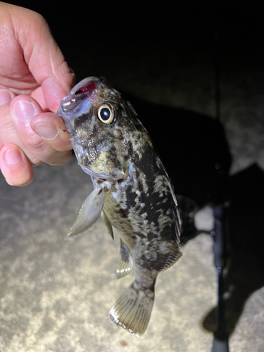 クロソイの釣果