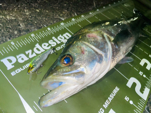 シーバスの釣果