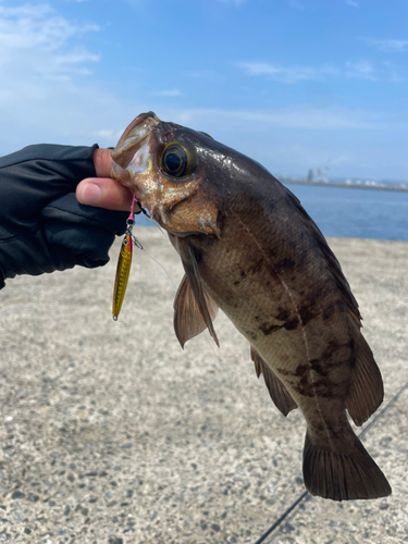 メバルの釣果