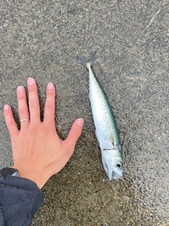 サバの釣果