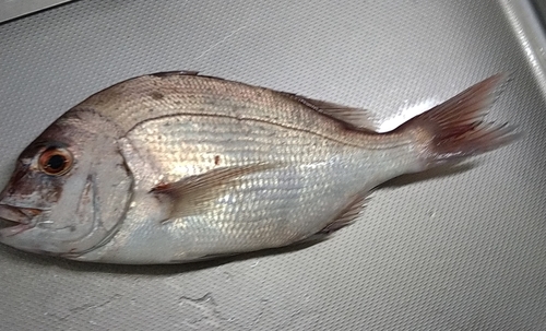 タイの釣果