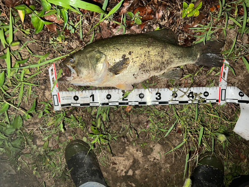 ブラックバスの釣果