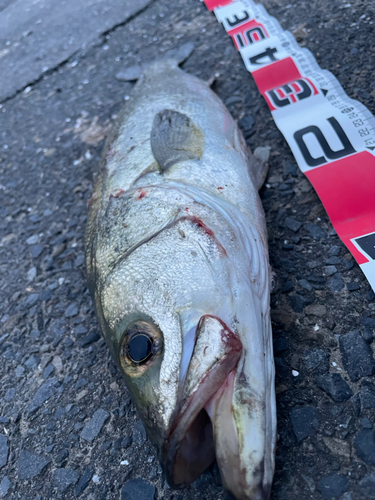 シーバスの釣果