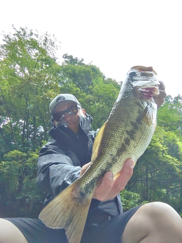 ラージマウスバスの釣果