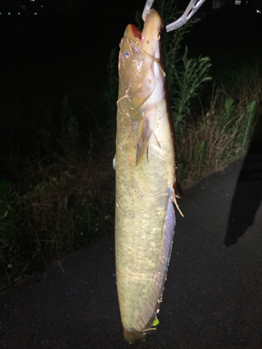 マナマズの釣果