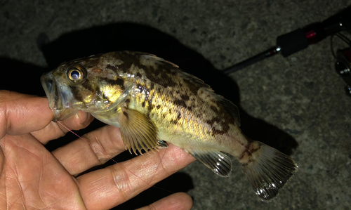 ソイの釣果