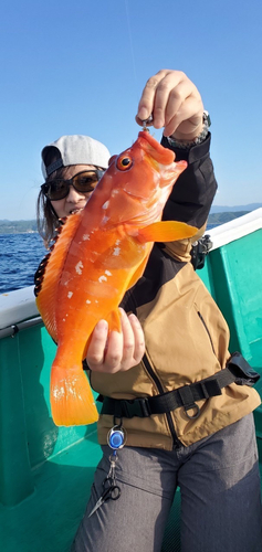 アカハタの釣果