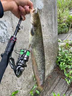 ナマズの釣果