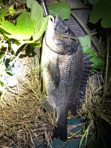 チヌの釣果