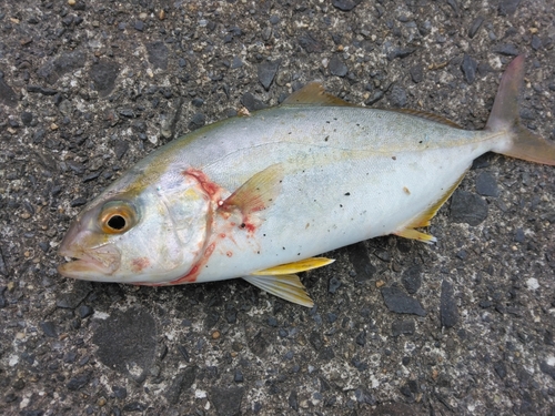 ショゴの釣果