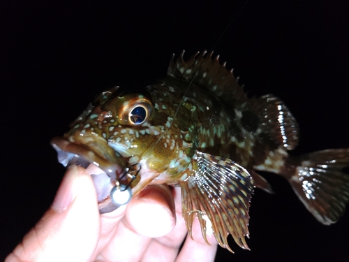 カサゴの釣果