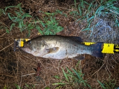 ブラックバスの釣果