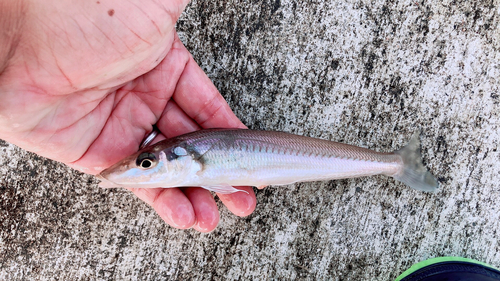 キスの釣果