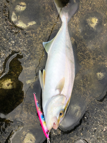 シオの釣果