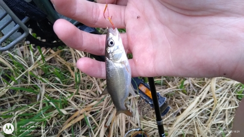 ウグイの釣果