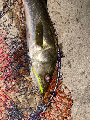 シーバスの釣果