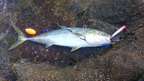 ブリの釣果