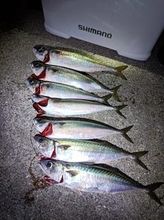 サバの釣果