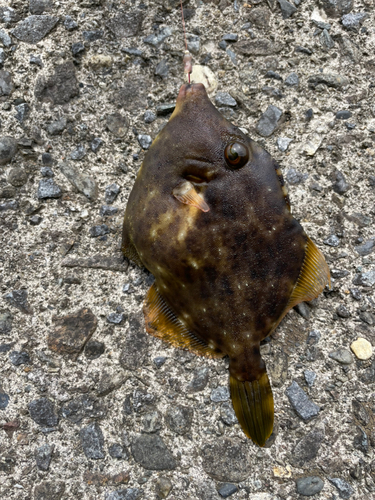 カワハギの釣果