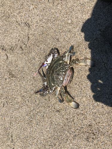 カニの釣果