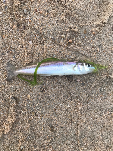 キスの釣果