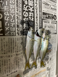 アジの釣果