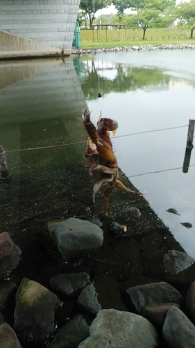 カニの釣果