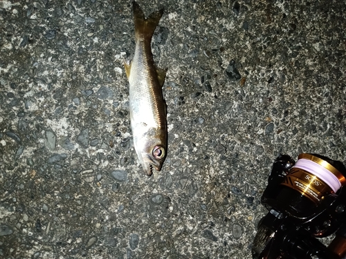 クロムツの釣果