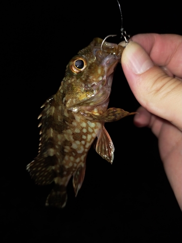 アラカブの釣果