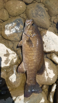 スモールマウスバスの釣果