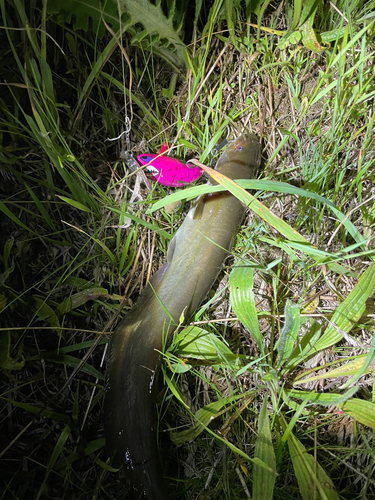 ナマズの釣果