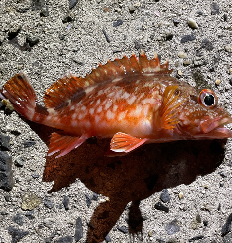 カサゴの釣果