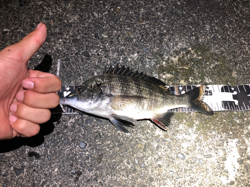 クロダイの釣果