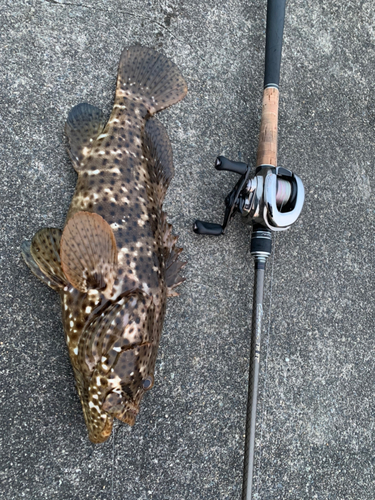 ヤイトハタの釣果