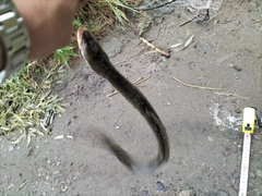 ウナギの釣果