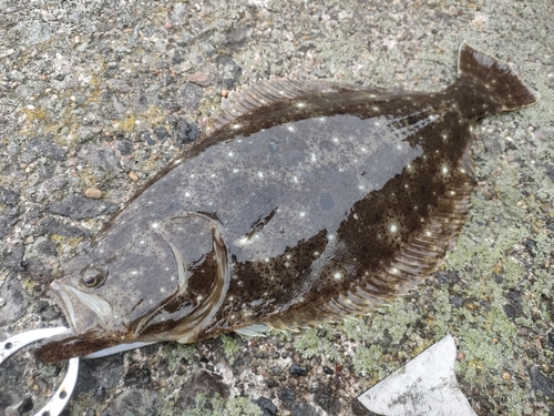 ヒラメの釣果