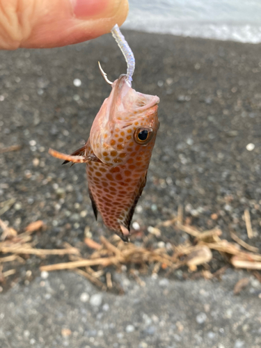 オオモンハタの釣果